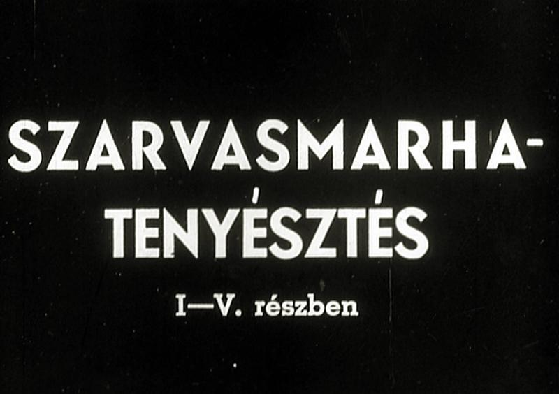 Szarvasmarha - tenyésztés IV. Vemhestehén és a szopósborjú
