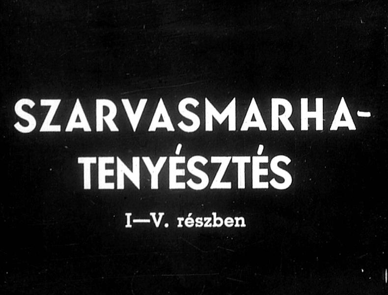 Szarvasmarha - tenyésztés V. A növendékbika nevelése