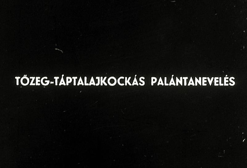 Tőzeg - tápkockás palántanevelés