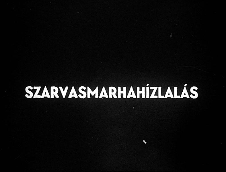 Szarvasmarhahízlalás