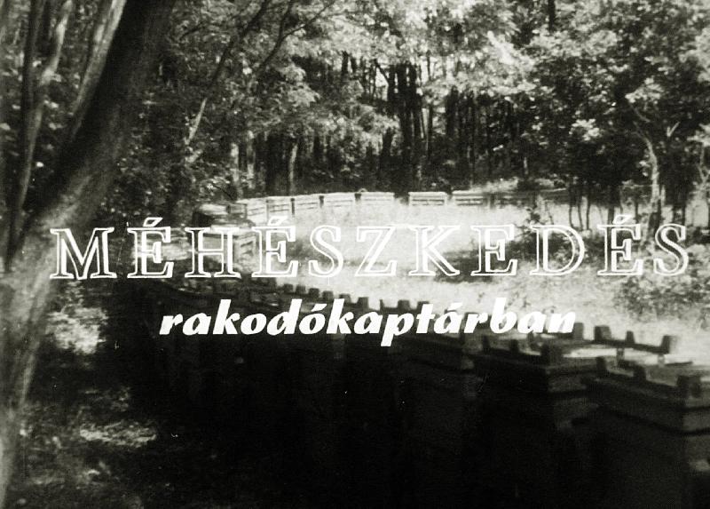 Méhészkedés rakodókaptárban