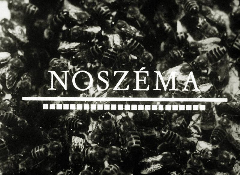 Noszémia
