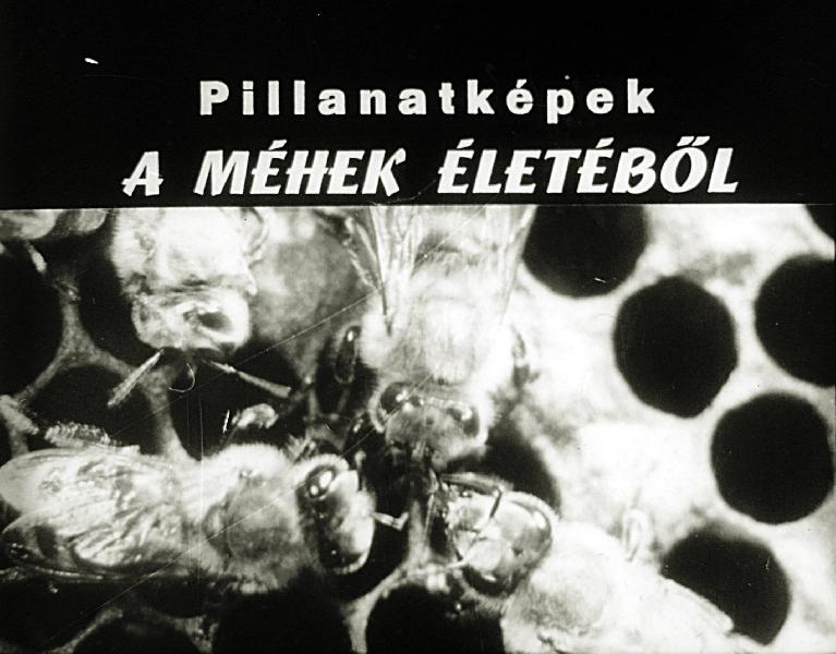 Pillanatképek a méhek életéből