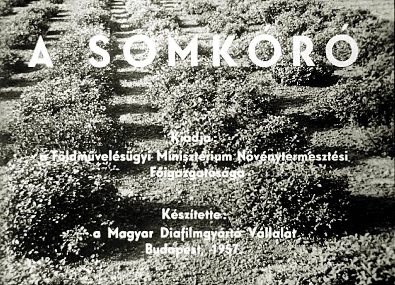 A somkóró