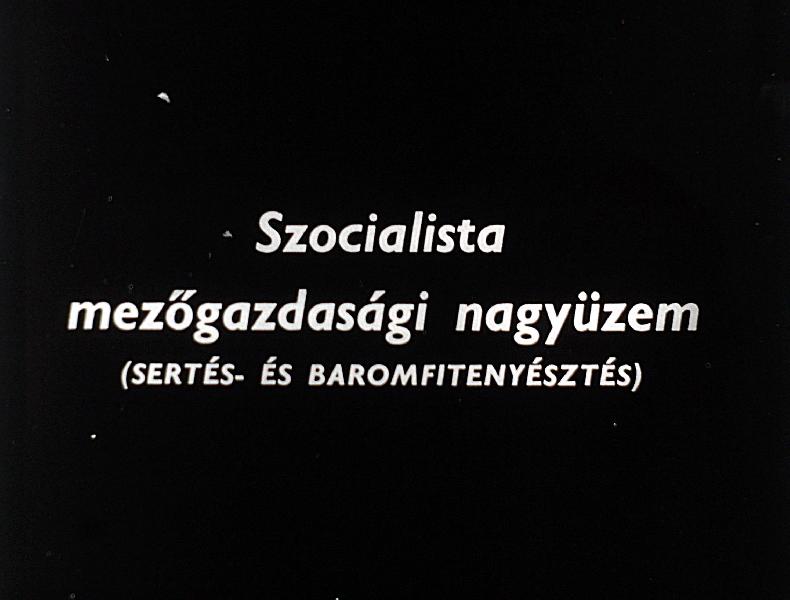 Szocialista mezőgazdasági nagyüzem ( Sertés - és baromfitenyésztés )