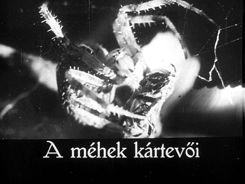 A méhek kártevői